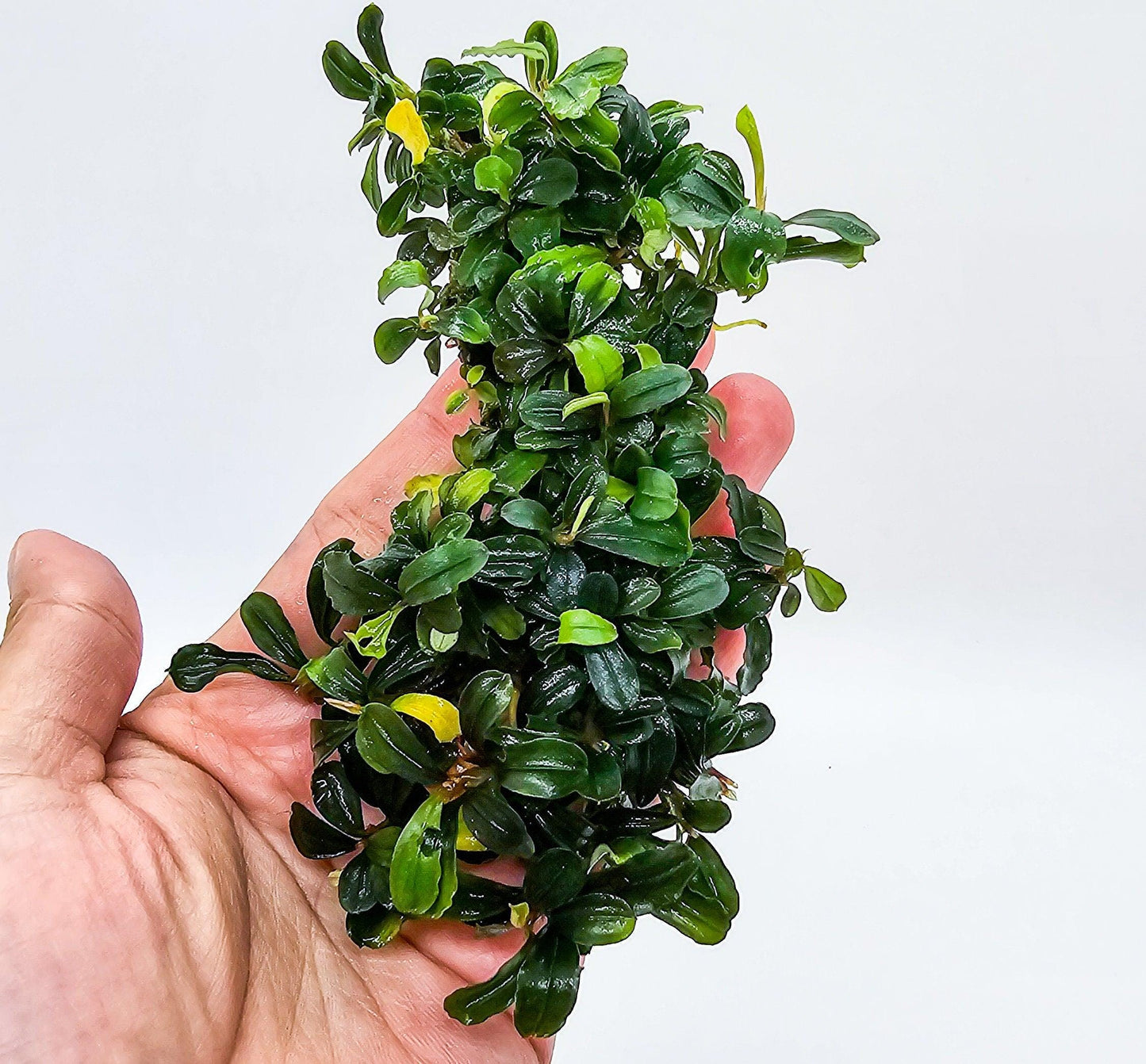 Random Bucephalandra Clump On Nutripad (6cmx2cm) - Rare Aquarium Plants