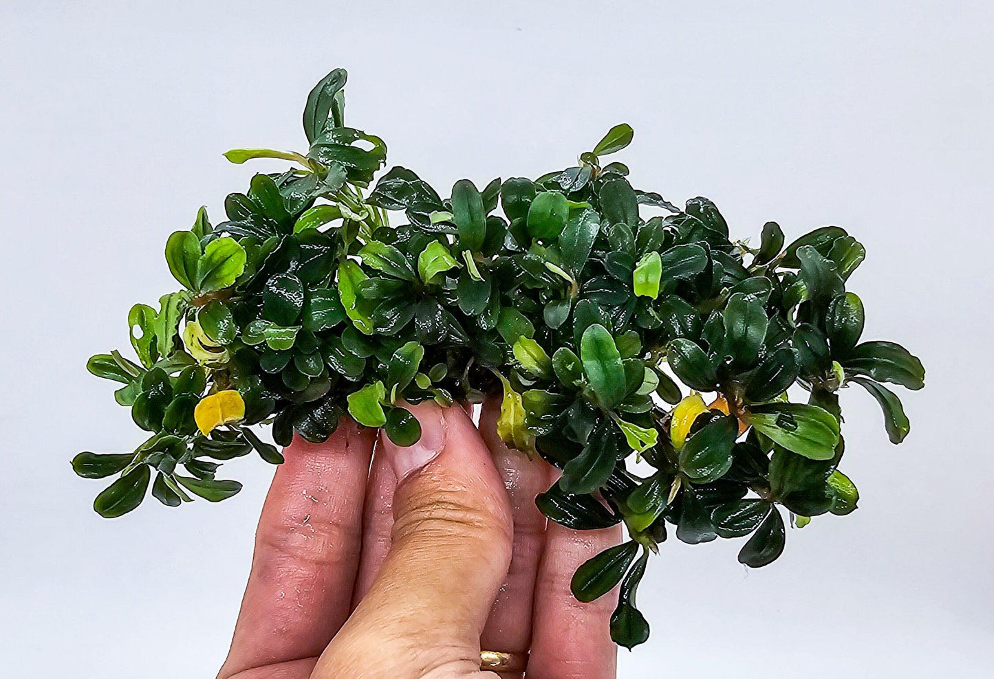 Random Bucephalandra Clump On Nutripad (6cmx2cm) - Rare Aquarium Plants