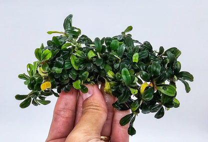 Bucephalandra Clump on Nutripad | Live Aquarium Plant Ready to Plant | Rare Rhizome | Shrimp Tank | No Soil Needed