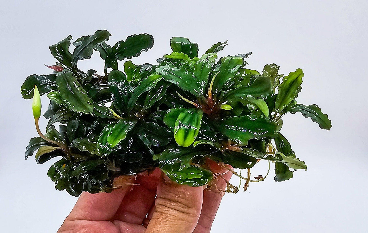 Random Bucephalandra Clump On Nutripad (6cmx2cm) - Rare Aquarium Plants