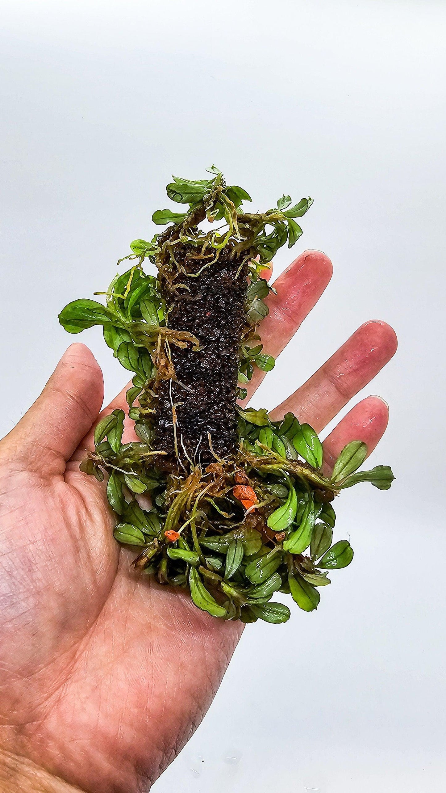 Random Bucephalandra Clump On Nutripad (6cmx2cm) - Rare Aquarium Plants