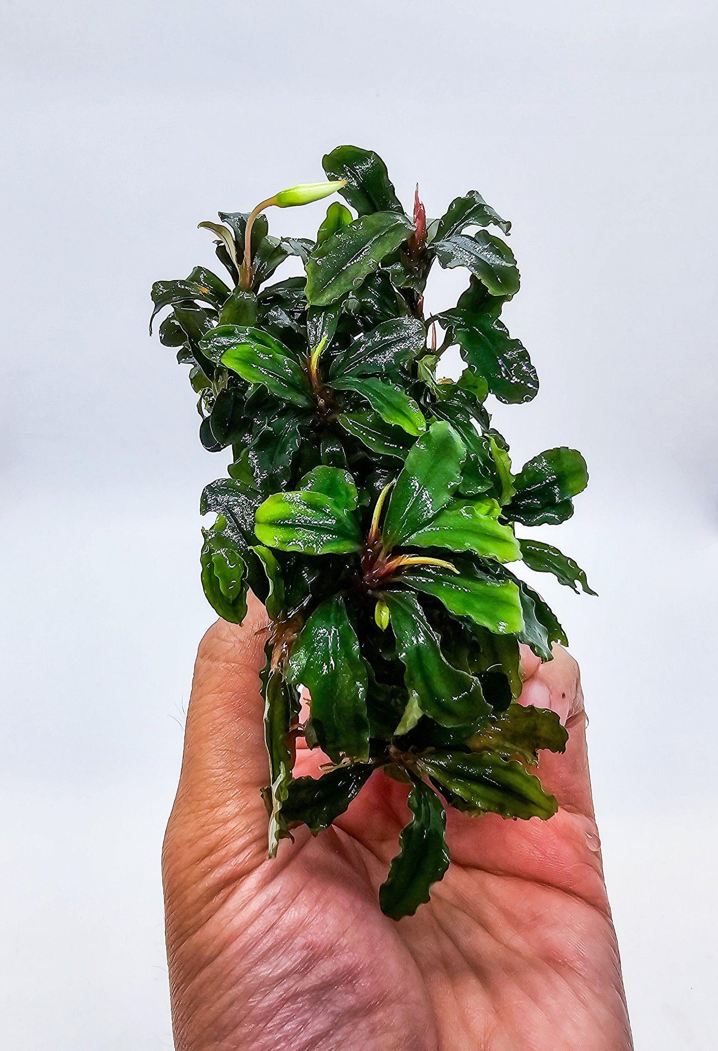Random Bucephalandra Clump On Nutripad (6cmx2cm) - Rare Aquarium Plants