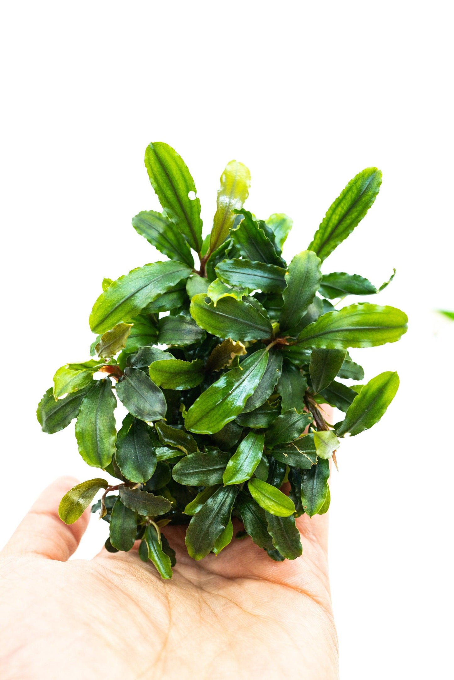 Random Bucephalandra Clump On Nutripad (6cmx2cm) - Rare Aquarium Plants
