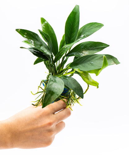 Anubias Congensis | Live Aquarium Plant | Tall Leaf Rhizome | Easy Care | Low Light | Freshwater Plant