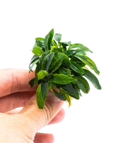 Buy 2 Get 1 Free * Anubias Minima Dragon Claw (Mini Size)- Rare Small Aquarium Plant For Terrarium, Fish Tank Decorations