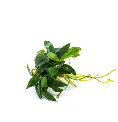 Buy 2 Get 1 Free | Anubias Minima Dragon Claw | Rare Unique Live Aquarium Plant | Low Light | Collector Plant