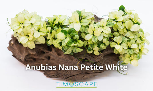 Anubias Nana Petite White Clump | Rare Live Aquarium Plant | Low Light Shrimp Safe | Fish Tank Planted Tank