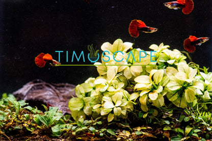 Anubias Nana Petite White Clump | Rare Live Aquarium Plant | Large White Rhizome Clump | Low Light | Planted Tank