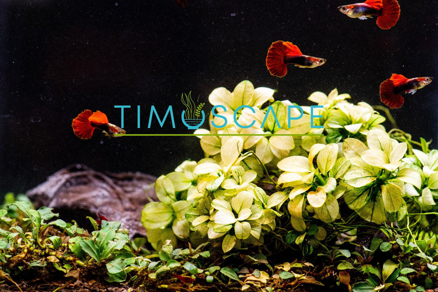 Anubias Nana Petite White Clump | Rare Live Aquarium Plant | Low Light Shrimp Safe | Fish Tank Planted Tank