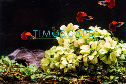 Anubias Nana Petite White Clump | Rare Live Aquarium Plant | Low Light Shrimp Safe | Fish Tank Planted Tank
