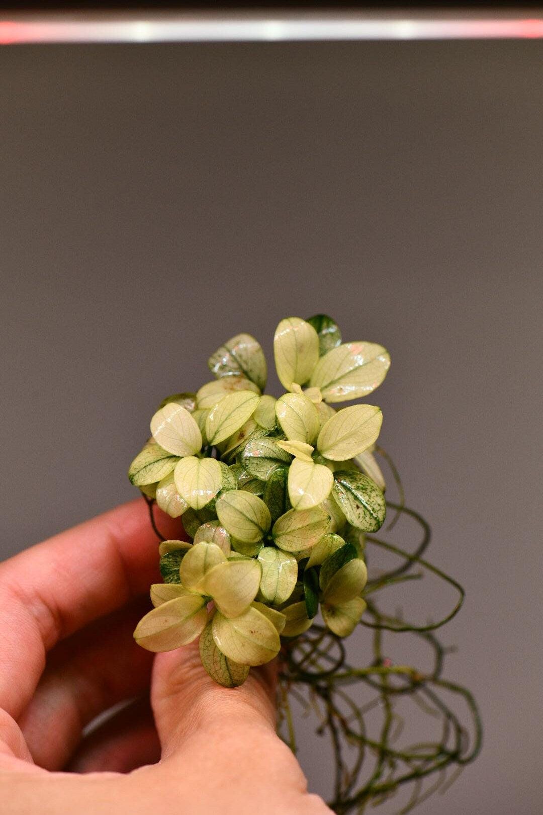 Anubias Nana Petite White Clump | Rare Live Aquarium Plant | Low Light Shrimp Safe | Fish Tank Planted Tank