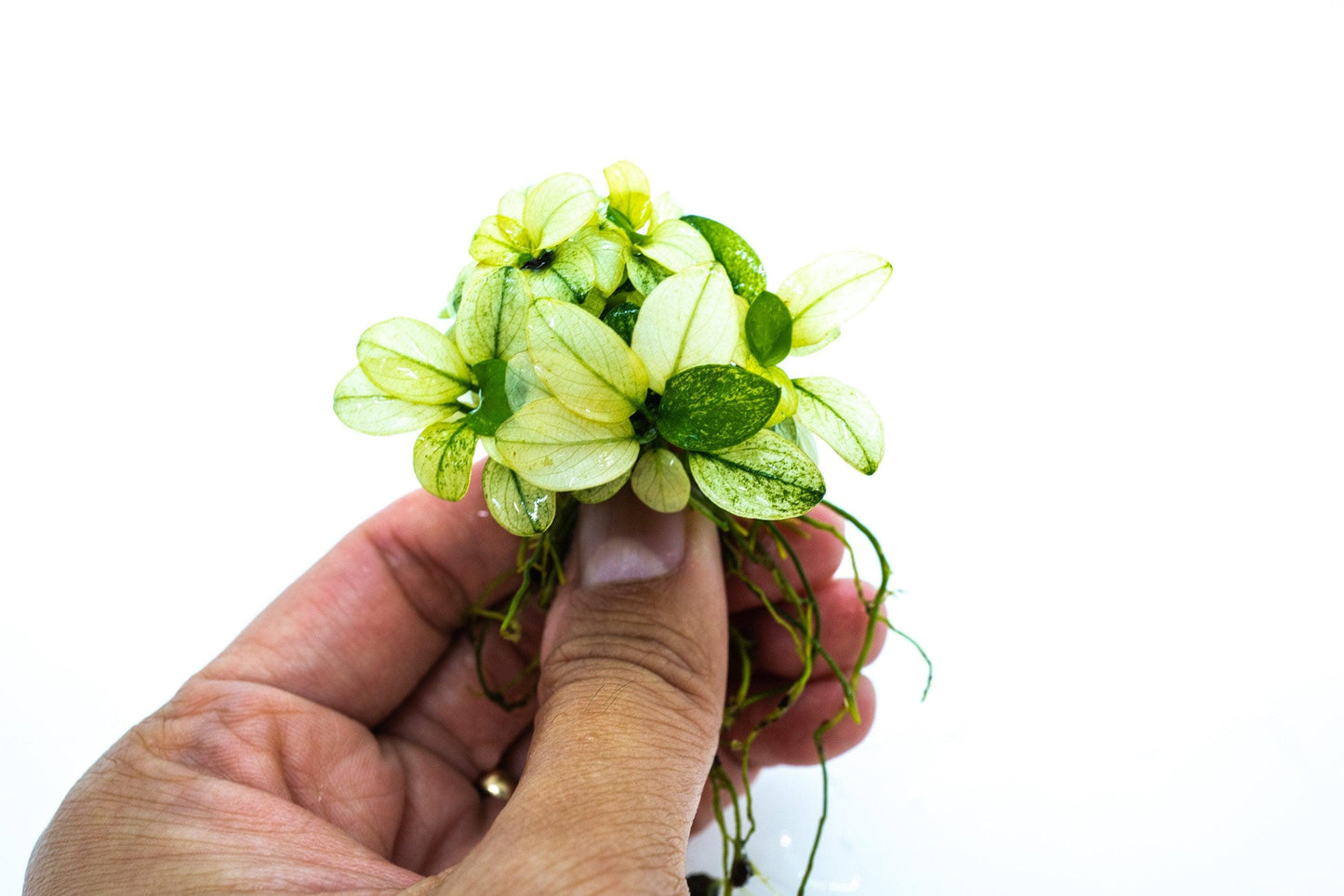 Anubias Nana Petite White Clump | Rare Live Aquarium Plant | Low Light Shrimp Safe | Fish Tank Planted Tank