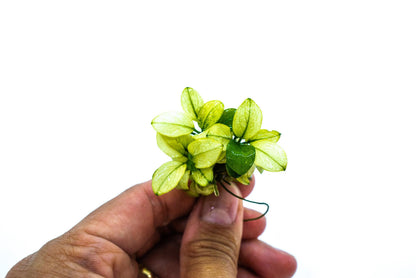 Anubias Nana Petite White Clump | Rare Live Aquarium Plant | Large White Rhizome Clump | Low Light | Planted Tank