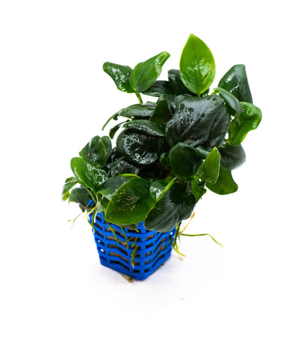 Anubias Nana Black | Live Aquarium Plant | Unique Dark Leaf Rhizome | Low Light | Easy Care