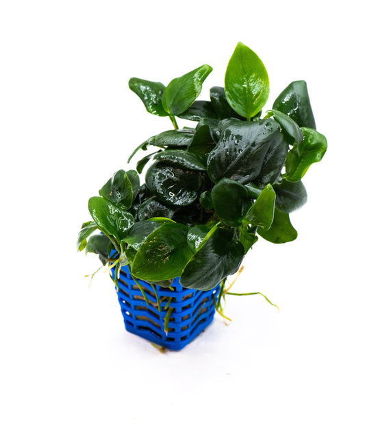 Anubias Nana Black (Mother Pot)- Live Aquarium Plant, Low Maintenance, Easy Care