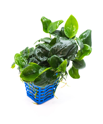 Anubias Nana Black | Live Aquarium Plant | Unique Dark Leaf Rhizome | Low Light | Easy Care