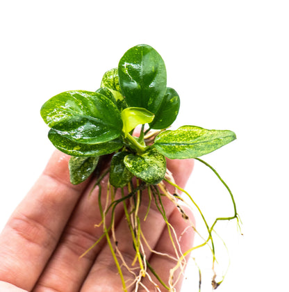 Buy 2 Get 1 Free | Anubias Nana Pinto | Rare Variegated Live Aquarium Plant | Low Light | Collector Plant