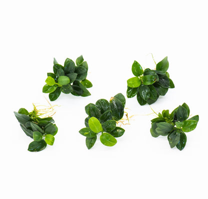 Best Aquarium Plant Pack of 5 | Live Easy Care Plants | Anubias + Bucephalandra Mix | Low Light | Great for Beginners