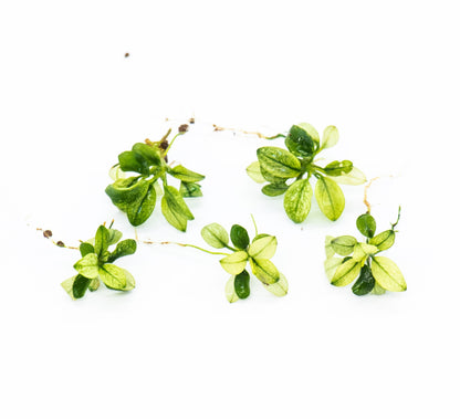 Best Aquarium Plant Pack of 5 | Live Easy Care Plants | Anubias + Bucephalandra Mix | Low Light | Great for Beginners