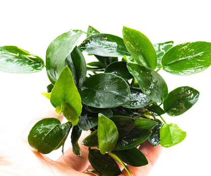 Anubias Nana Peacock | Live Aquarium Plant | Unique Leaf Pattern Rhizome | Low Light | Easy Care