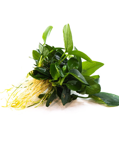 Anubias Nana Peacock | Live Aquarium Plant | Unique Leaf Pattern Rhizome | Low Light | Easy Care