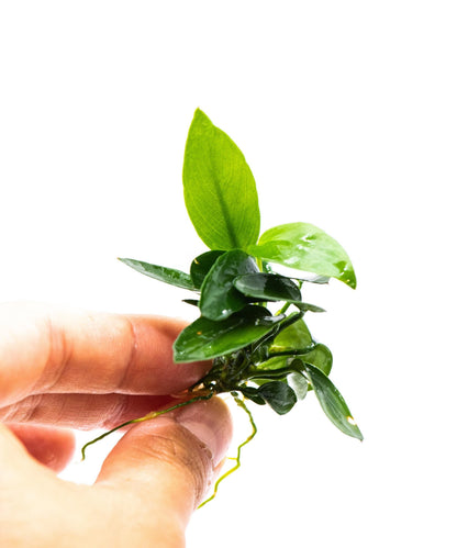 Anubias Nana Peacock | Live Aquarium Plant | Unique Leaf Pattern Rhizome | Low Light | Easy Care