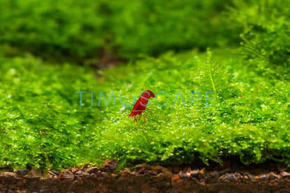 Mini Taiwan Moss Mat 3x3 | Live Aquarium Moss | Shrimp Tank Carpet | Fine Leaf Moss | Low Light | Easy Care