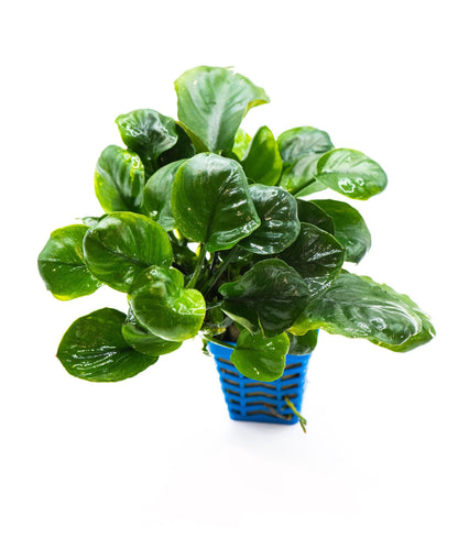 Anubias Coin Leaf | Live Aquarium Plant | Unique Round Leaf Rhizome | Low Maintenance | Easy Care