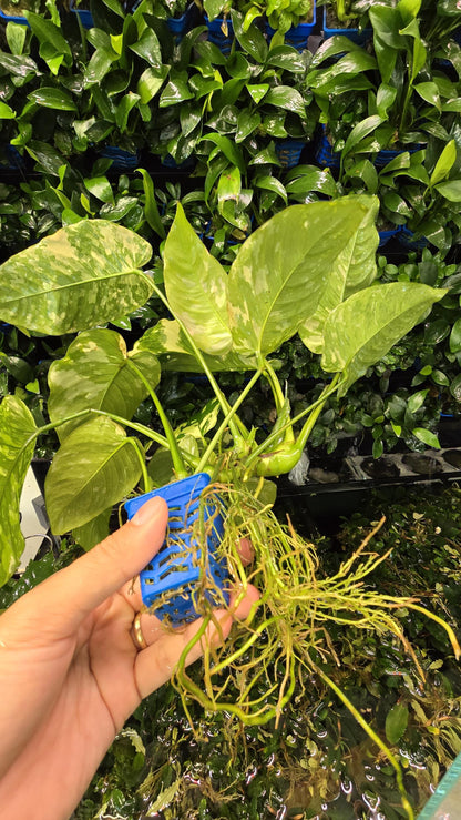 WYSIWYG Anubias Varking | Ultra Rare Collector Aquarium Plant | Exactly As Shown | Premium Mother Pot