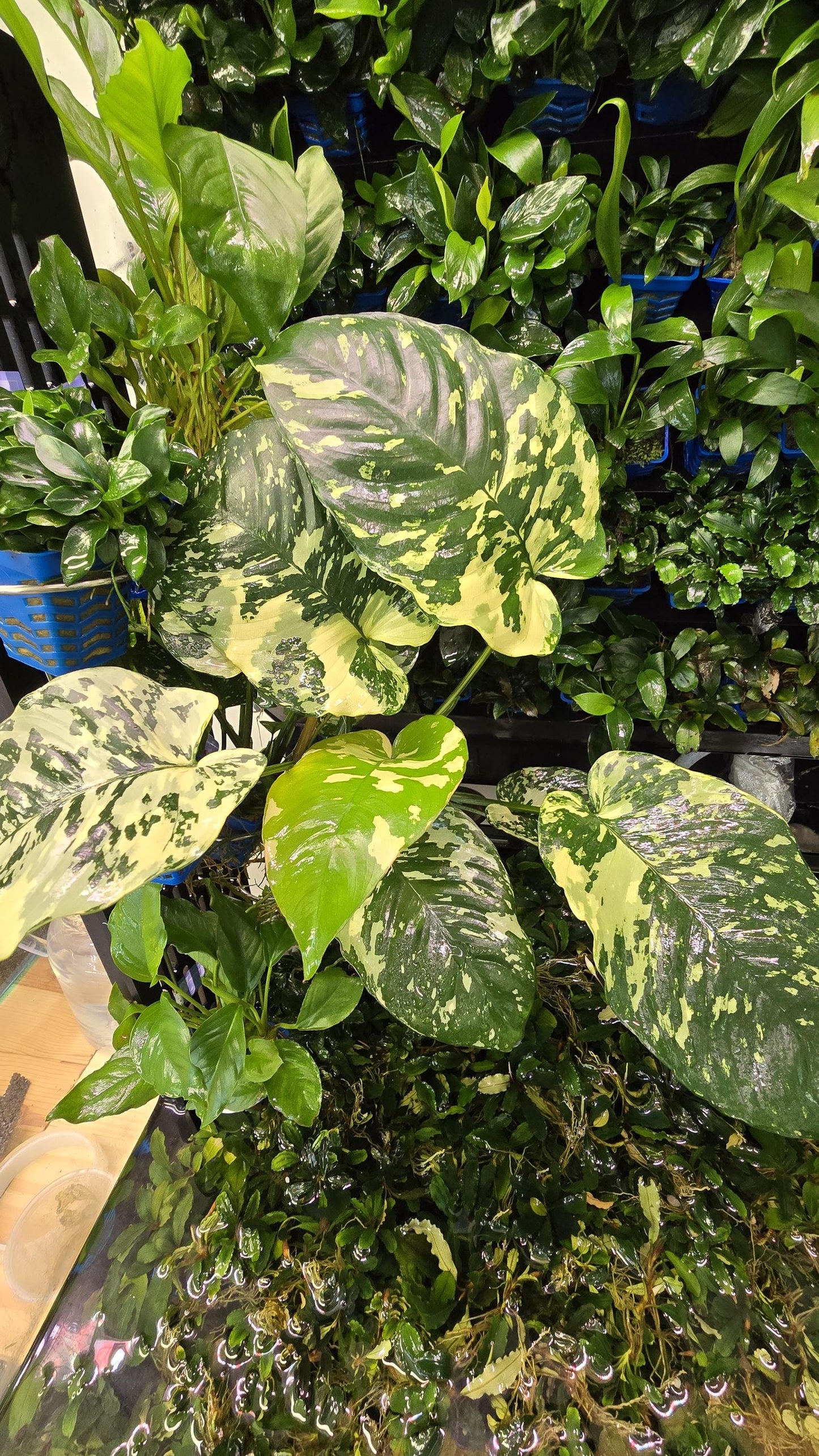 WYSIWYG - Anubias Varking (Mother Pot) - Rare Aquarium Plants