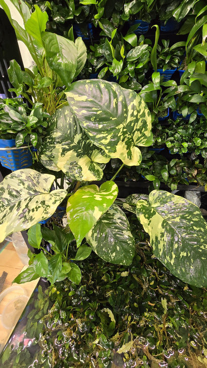 WYSIWYG Anubias Varking | Ultra Rare Collector Aquarium Plant | Exactly As Shown | Premium Mother Pot