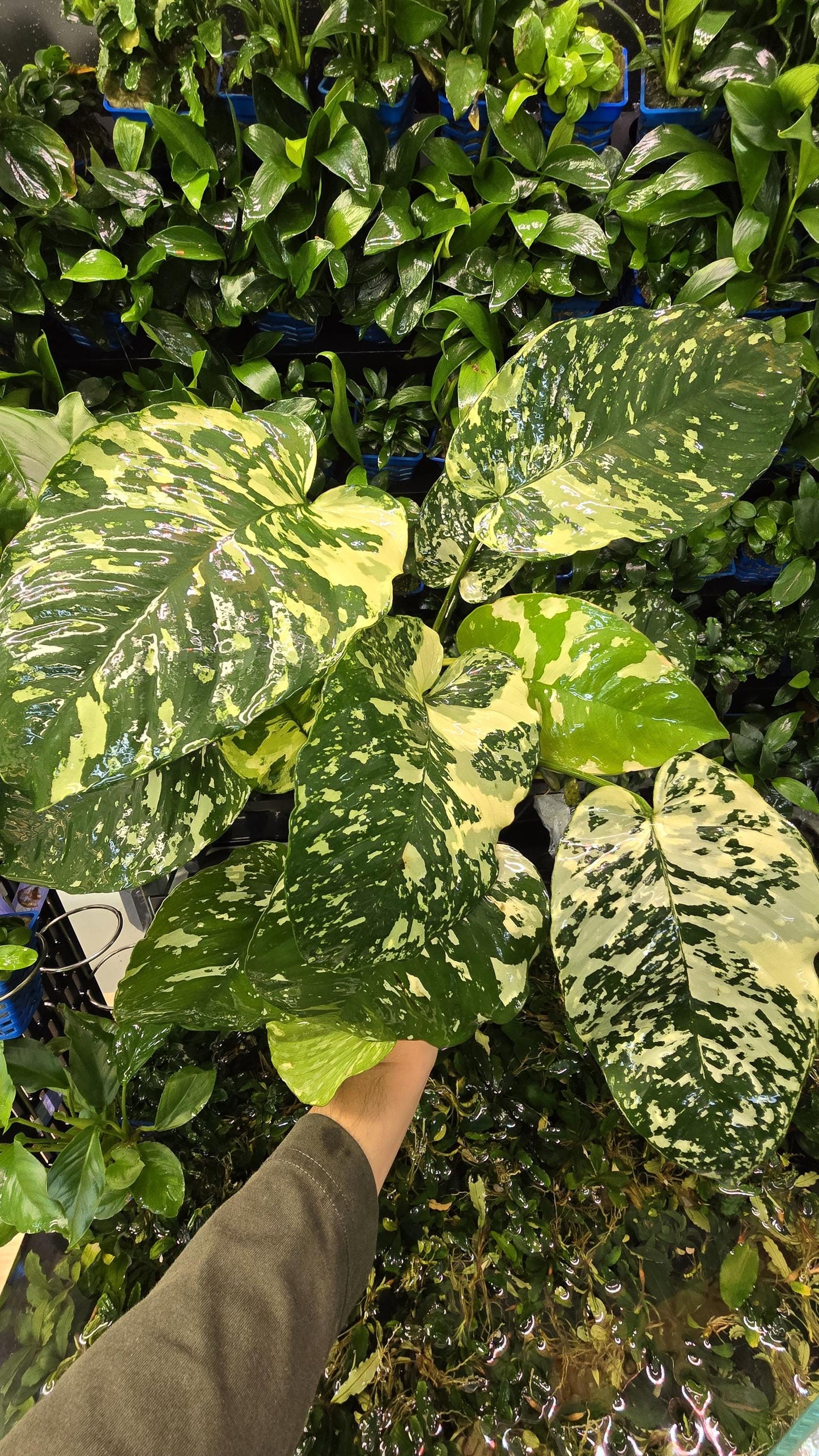 WYSIWYG - Anubias Varking (Mother Pot) - Rare Aquarium Plants