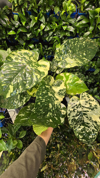 WYSIWYG Anubias Varking | Ultra Rare Collector Aquarium Plant | Exactly As Shown | Premium Mother Pot