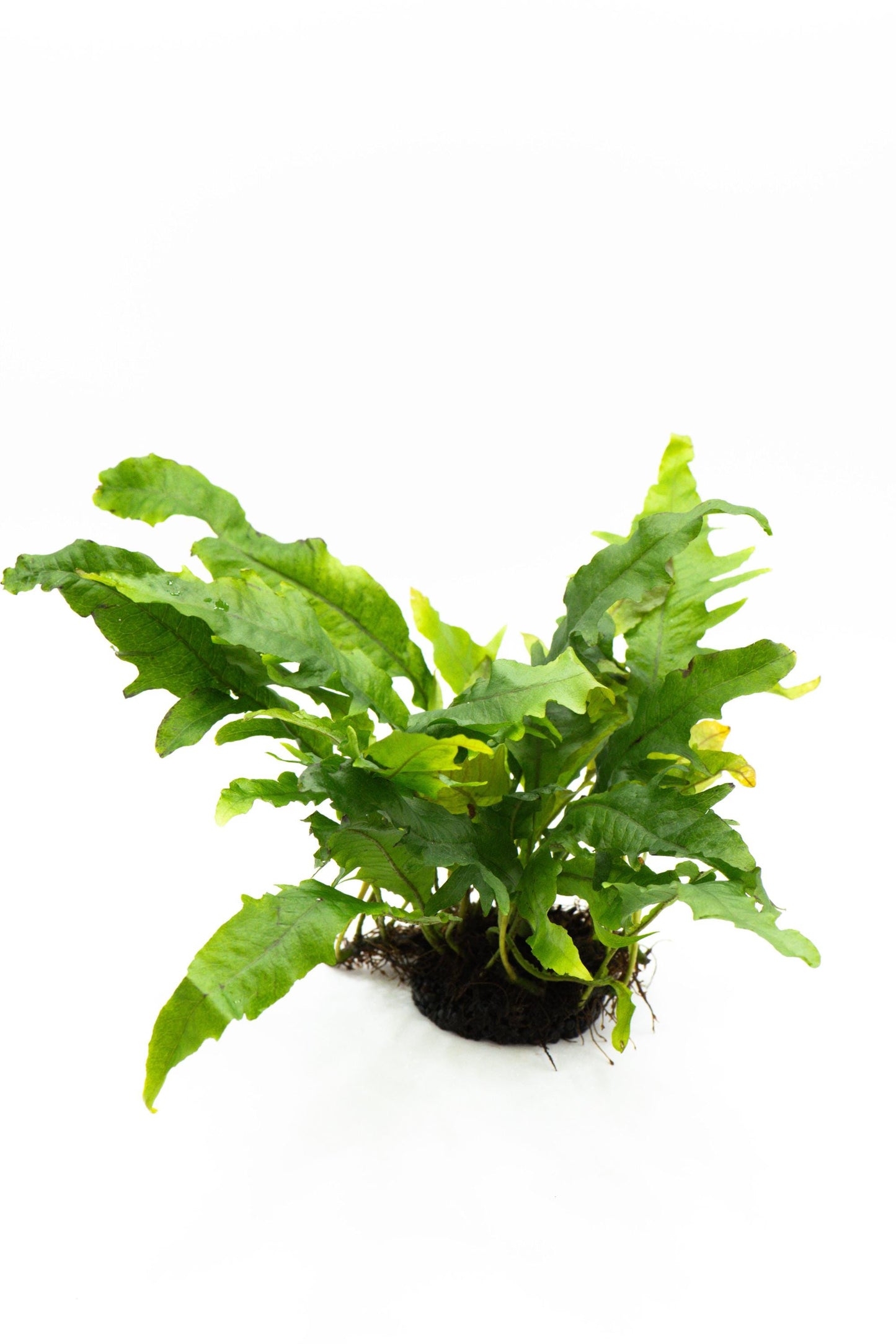 Java Fern 'Lionfish' (Microsorum Pteropus) on Nutripad - Rare Live Aquatic Plant For Your Planted Aquarium, Terrarium, Tank Decor