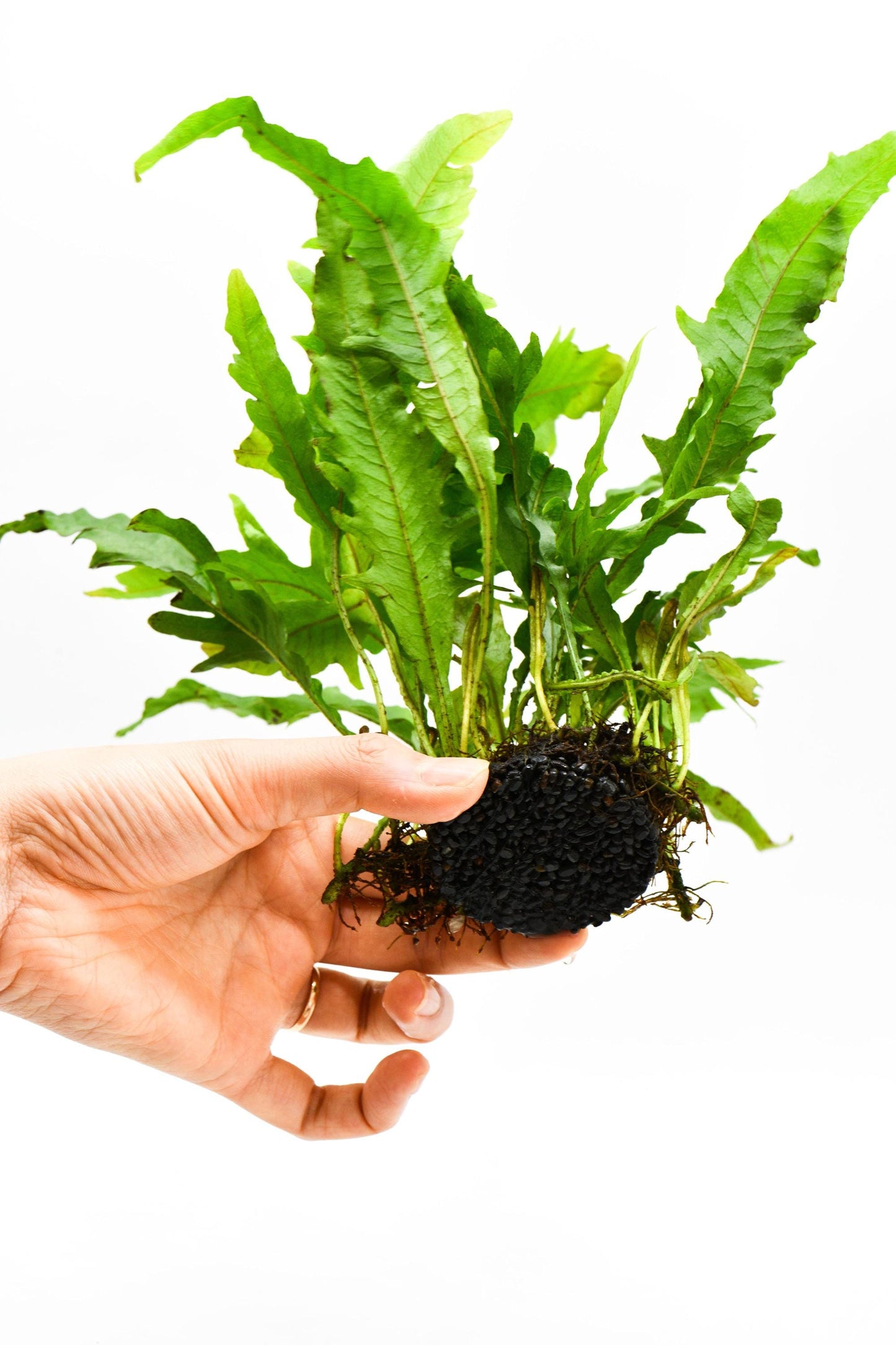 Java Fern 'Lionfish' (Microsorum Pteropus) on Nutripad - Rare Live Aquatic Plant For Your Planted Aquarium, Terrarium, Tank Decor