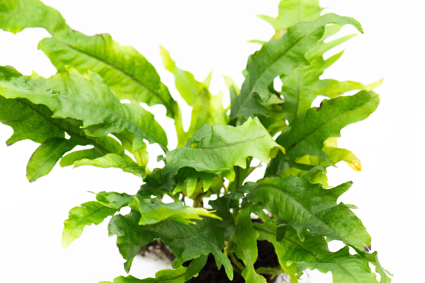 Java Fern 'Lionfish' (Microsorum Pteropus) on Nutripad - Rare Live Aquatic Plant For Your Planted Aquarium, Terrarium, Tank Decor