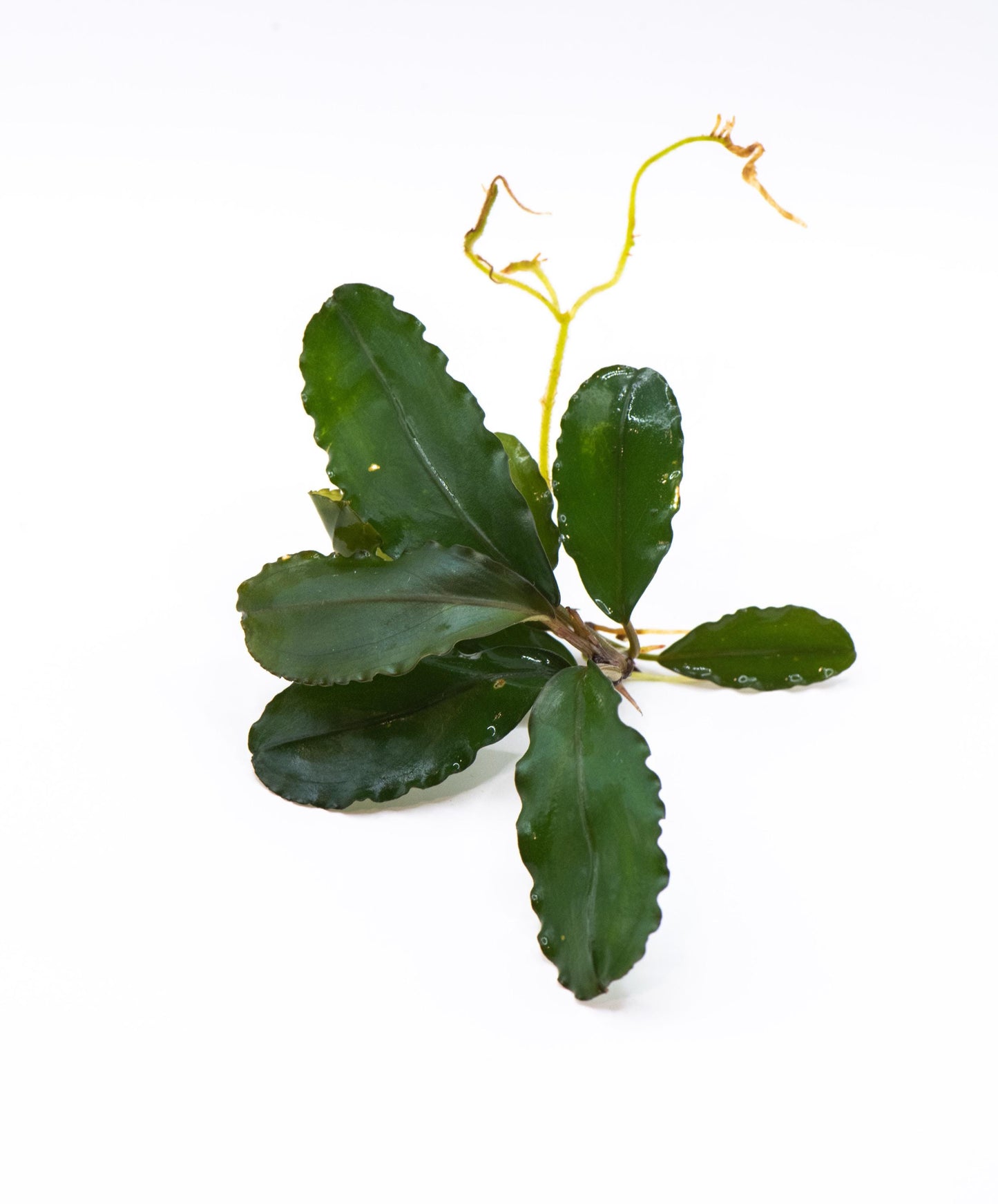 Bucephalandra Sp. Red Theia - Rare Small Aquarium Plant For Terrarium, Fish Tank Decorations