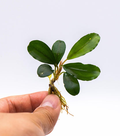 Bucephalandra Sp. Balloon | Rare Live Aquarium Plant | Low Light Rhizome | Shrimp Tank | Fish Tank Decor
