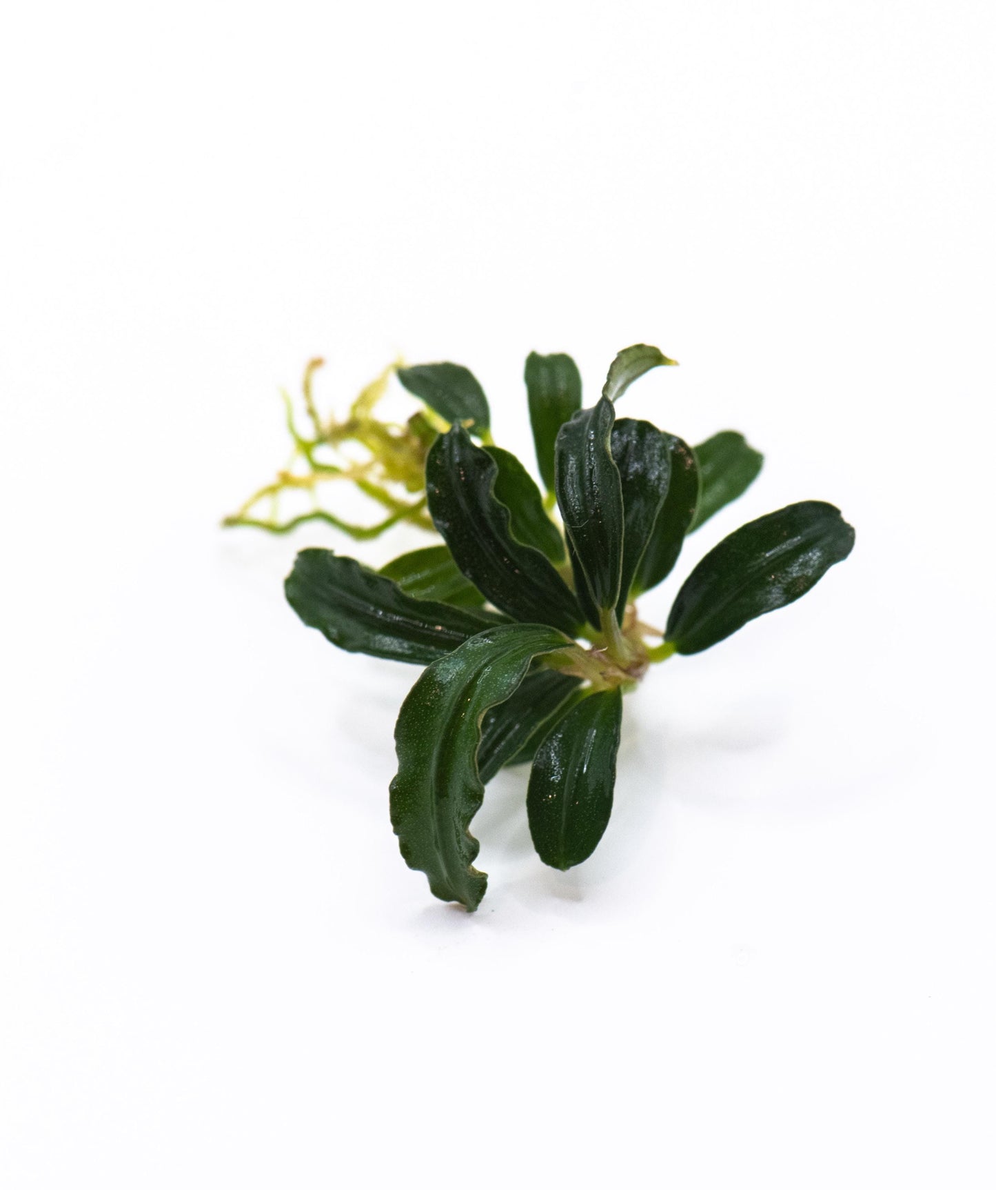 Bucephalandra Sp. Phantom Mini - Rare Small Aquarium Plant For Terrarium, Fish Tank Decorations