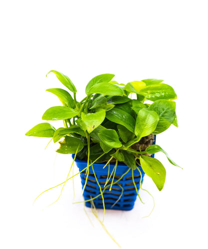 Anubias Nana Golden Leaf Clump | Rare Live Aquarium Plant | Golden Yellow Rhizome | Low Light | Planted Tank