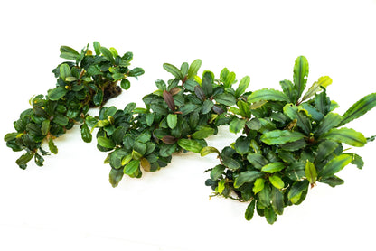 Bucephalandra Clump on Nutripad | Live Aquarium Plant Ready to Plant | Rare Rhizome | Shrimp Tank | No Soil Needed