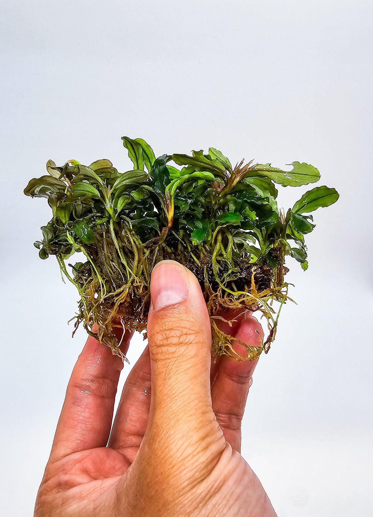 Random Bucephalandra Clump On Nutripad (6cmx2cm) - Rare Aquarium Plants
