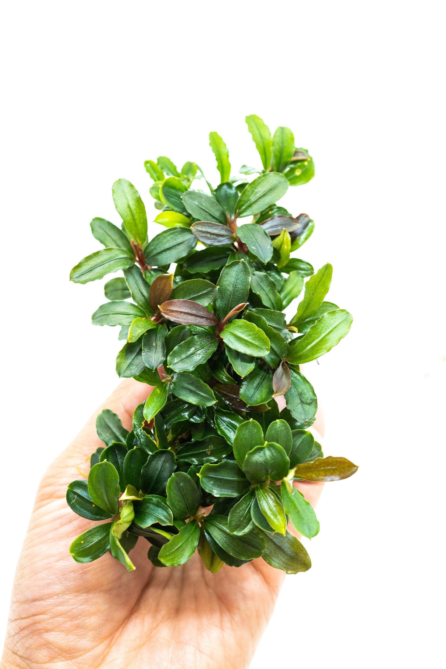 Random Bucephalandra Clump On Nutripad (6cmx2cm) - Rare Aquarium Plants