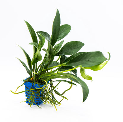 Anubias Congensis | Live Aquarium Plant | Tall Leaf Rhizome | Easy Care | Low Light | Freshwater Plant