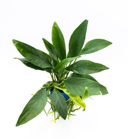 Anubias Congensis | Live Aquarium Plant | Tall Leaf Rhizome | Easy Care | Low Light | Freshwater Plant