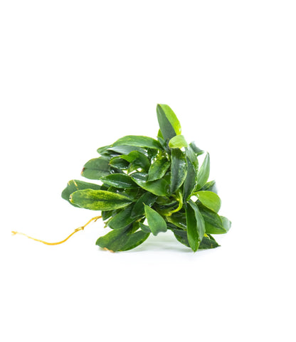 Buy 2 Get 1 Free | Anubias Minima Dragon Claw | Rare Unique Live Aquarium Plant | Low Light | Collector Plant
