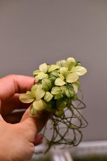 Anubias Nana Petite White Clump | Rare Live Aquarium Plant | Low Light Shrimp Safe | Fish Tank Planted Tank