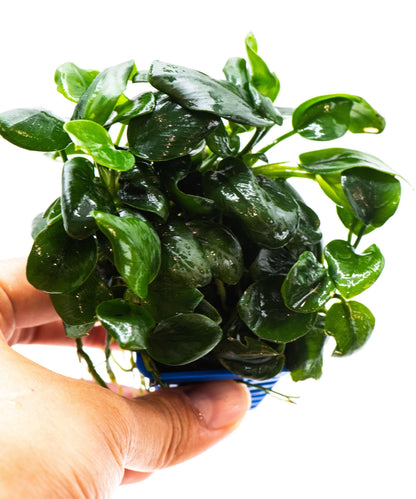 Anubias Nana Black | Live Aquarium Plant | Unique Dark Leaf Rhizome | Low Light | Easy Care