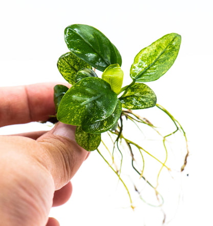 Buy 2 Get 1 Free | Anubias Nana Pinto | Rare Variegated Live Aquarium Plant | Low Light | Collector Plant