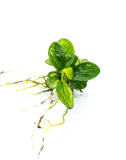 Buy 2 Get 1 Free | Anubias Nana Pinto | Rare Variegated Live Aquarium Plant | Low Light | Collector Plant